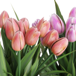 Flower Pack 250c