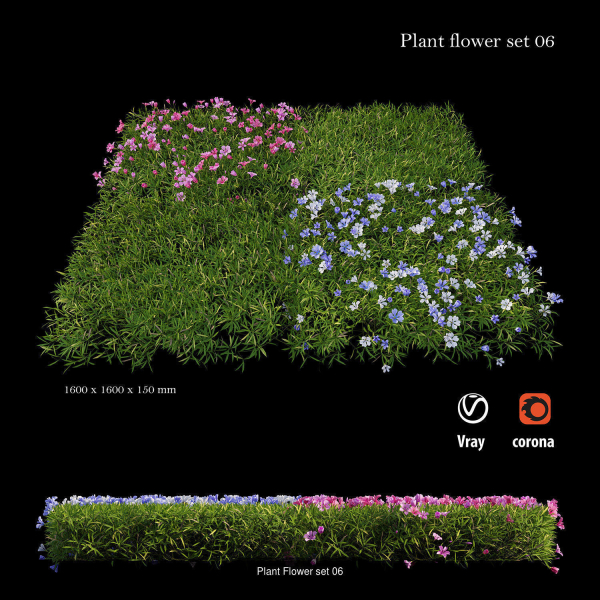 Flower Plant