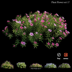 Flower Plant
