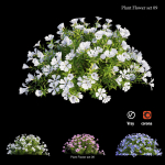 Flower Plant