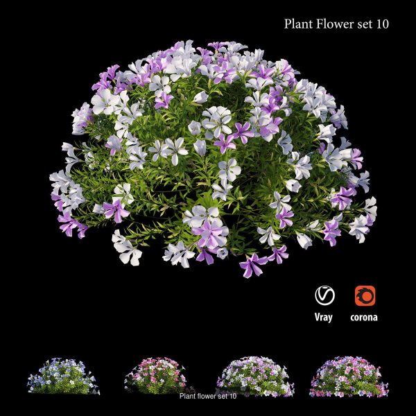 Flower Plant