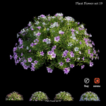Flower Plant