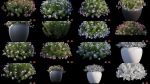 Flower Plant