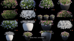 Flower Plant
