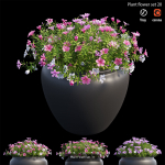Flower Plant