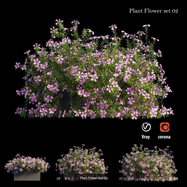 Flower Plant
