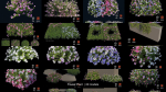 Flower Plant