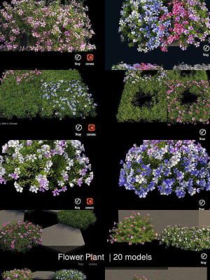 Flower Plant