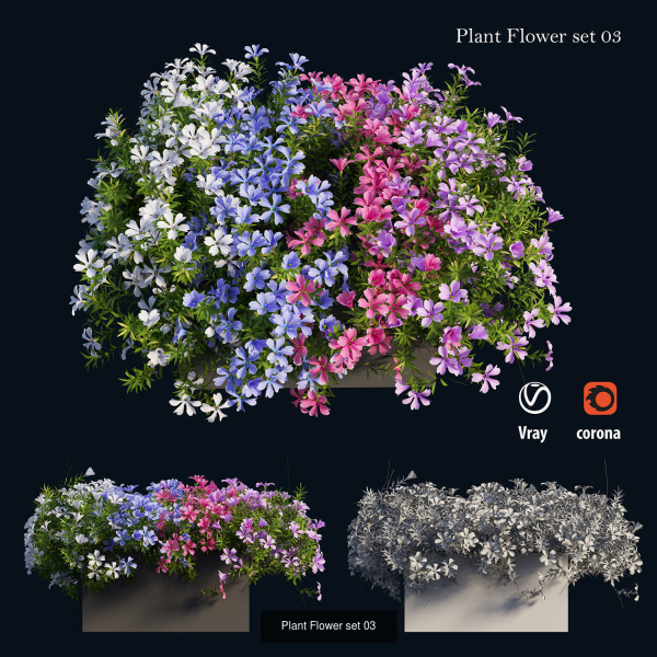 Flower Plant