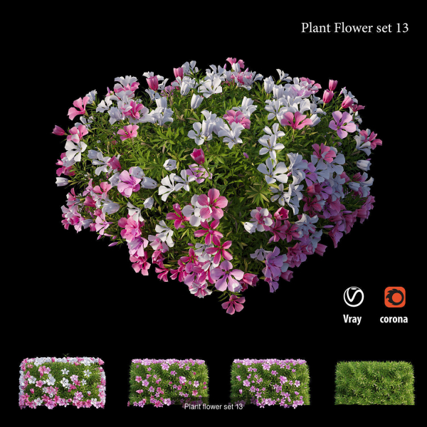 Flower Plant