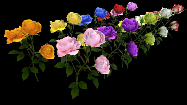 Flower Rose Bungaria