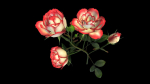 Flower Rose Bungaria
