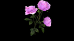 Flower Rose Bungaria
