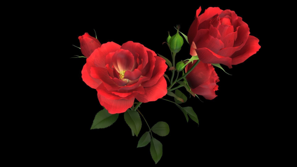 Flower Rose Bungaria