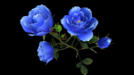 Flower Rose Bungaria