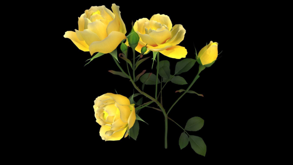 Flower Rose Bungaria