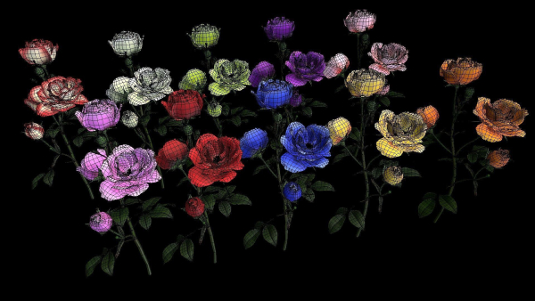 Flower Rose Bungaria