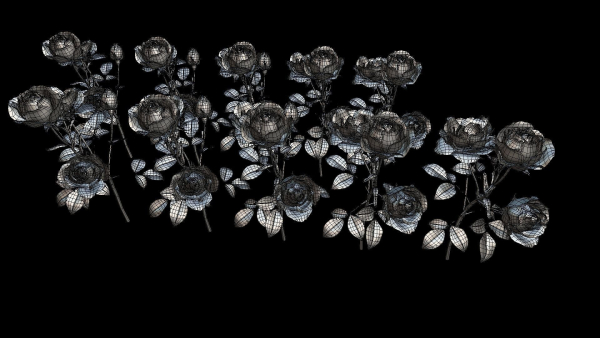 Flower Rose Bungaria