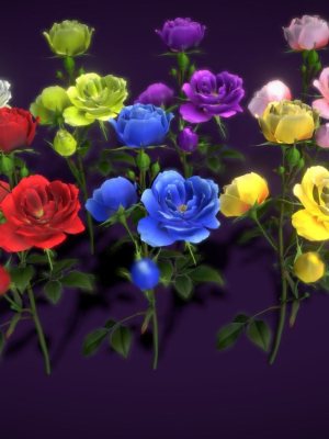 Flower Rose Bungaria
