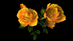 Flower Rose Bungaria