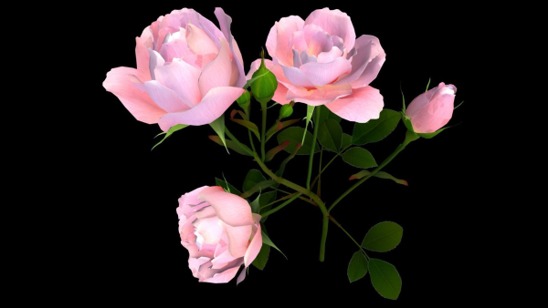 Flower Rose Bungaria