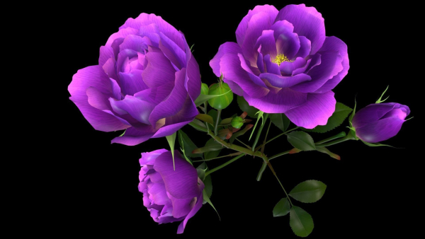 Flower Rose Bungaria