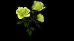 Flower Rose Bungaria