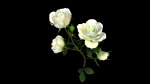 Flower Rose Bungaria