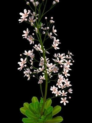 flower-saxifraga-stolonifera-3d-model-low-poly-obj-mtl-fbx-unitypackage-prefab