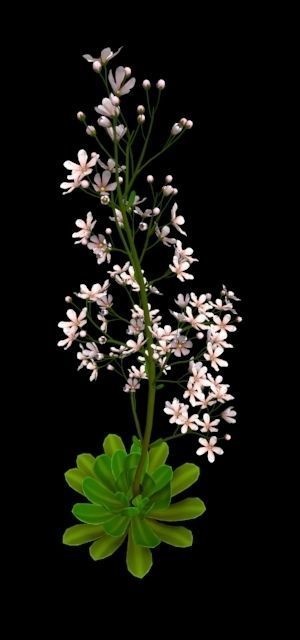 FLower Saxifraga stolonifera