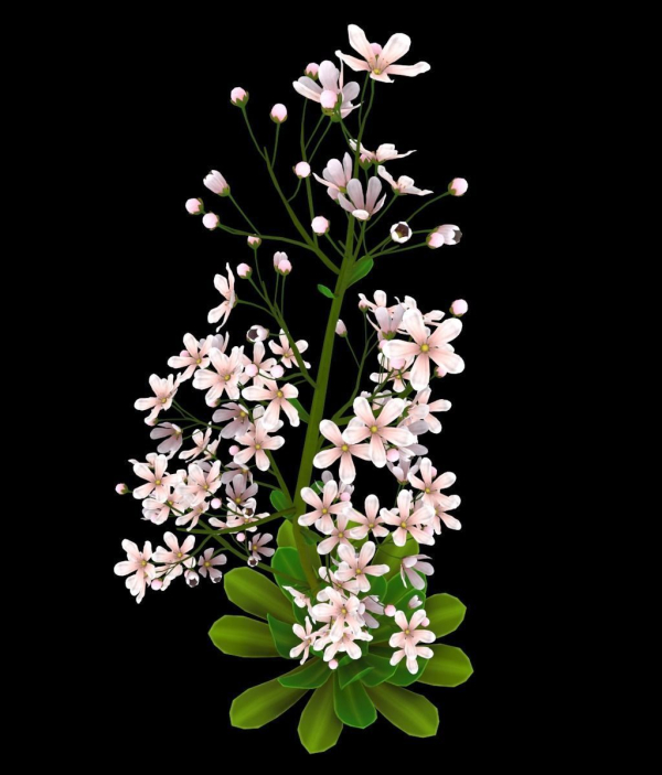 FLower Saxifraga stolonifera