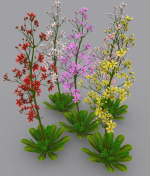 FLower Saxifraga stolonifera