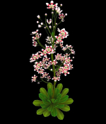 FLower Saxifraga stolonifera