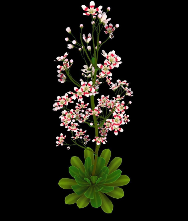 FLower Saxifraga stolonifera
