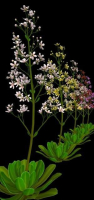 FLower Saxifraga stolonifera