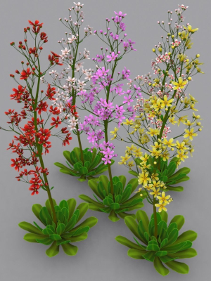 FLower Saxifraga stolonifera