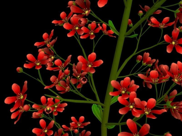 FLower Saxifraga stolonifera