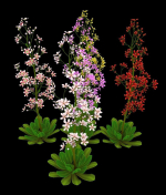 FLower Saxifraga stolonifera