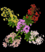 FLower Saxifraga stolonifera