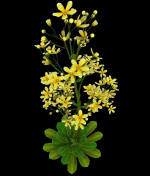 FLower Saxifraga stolonifera