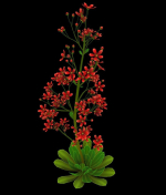 FLower Saxifraga stolonifera