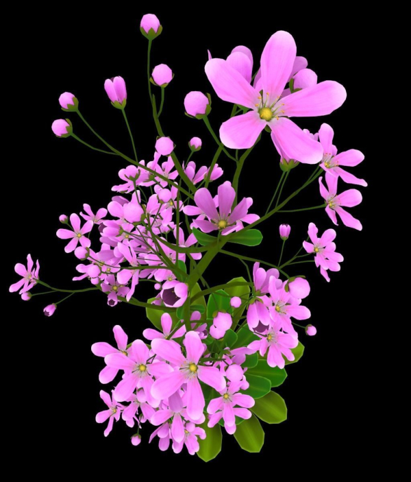 FLower Saxifraga stolonifera
