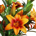 Flower Set 13 - Orange Lilies Bouquet