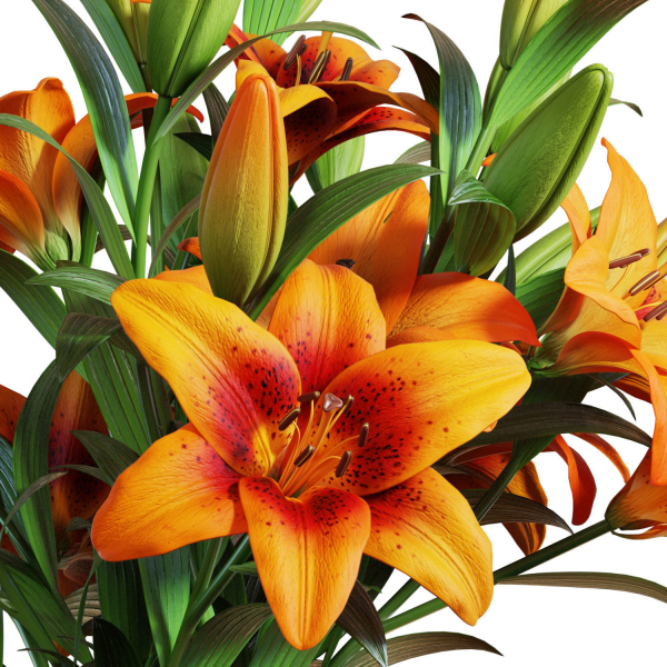 Flower Set 13 - Orange Lilies Bouquet