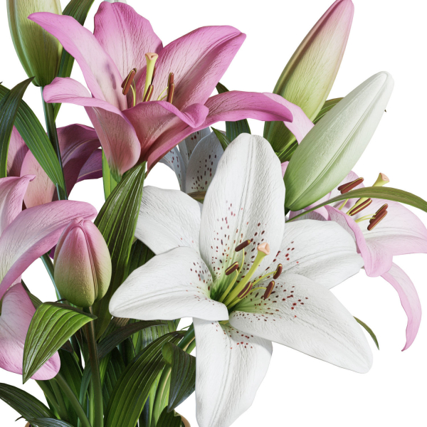 Flower Set 15 - Pink and White Lilies Bouquet