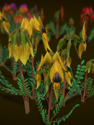 flower-swainsona-formosa-3d-model-low-poly-obj-fbx-unitypackage