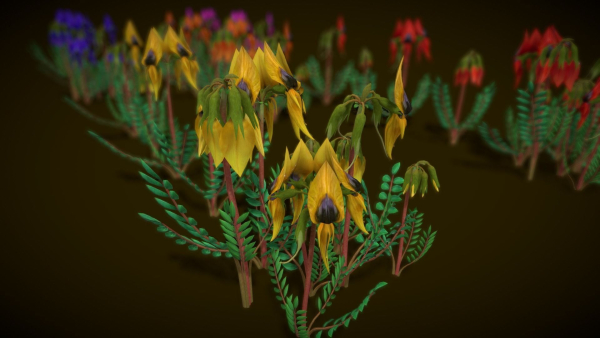 Flower Swainsona Formosa