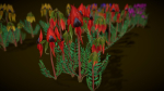 Flower Swainsona Formosa