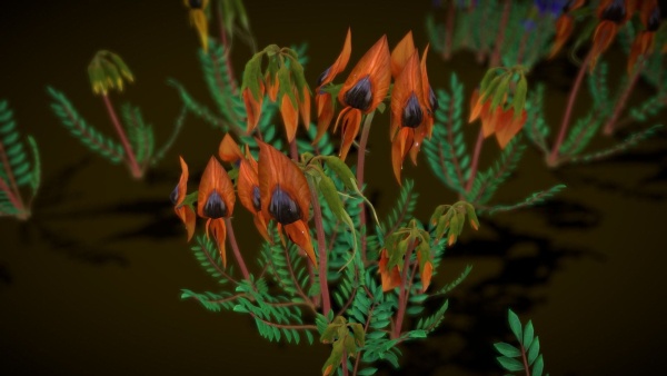 Flower Swainsona Formosa