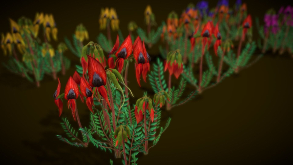 Flower Swainsona Formosa